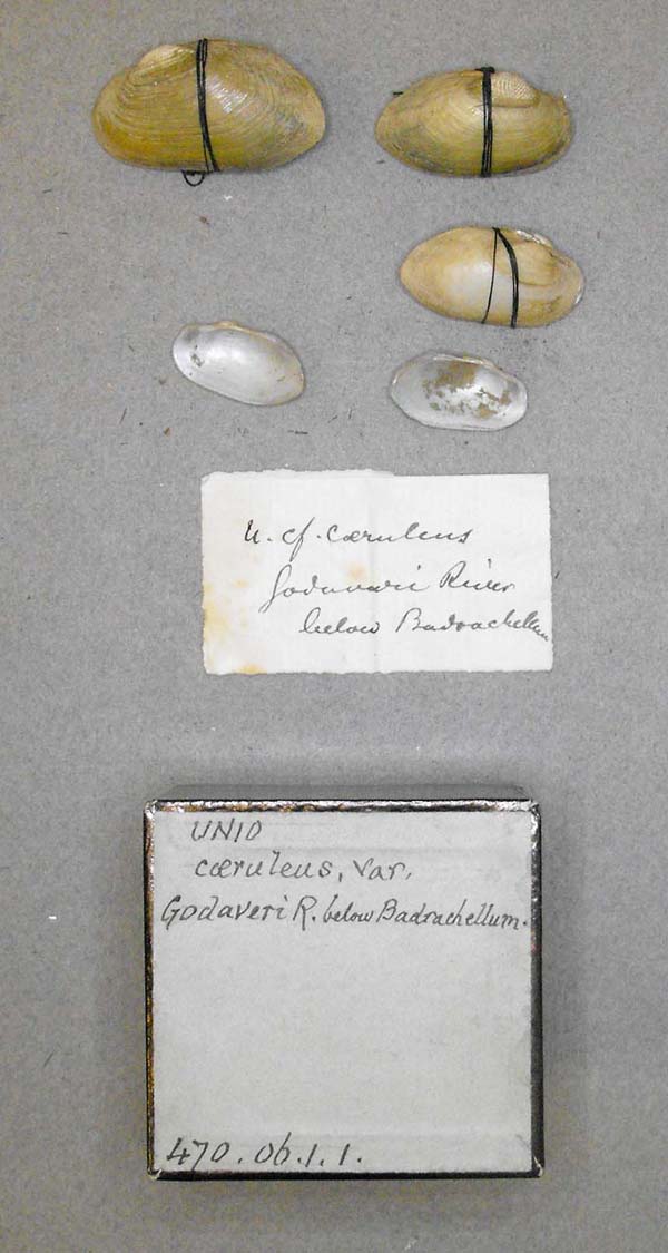 specimen