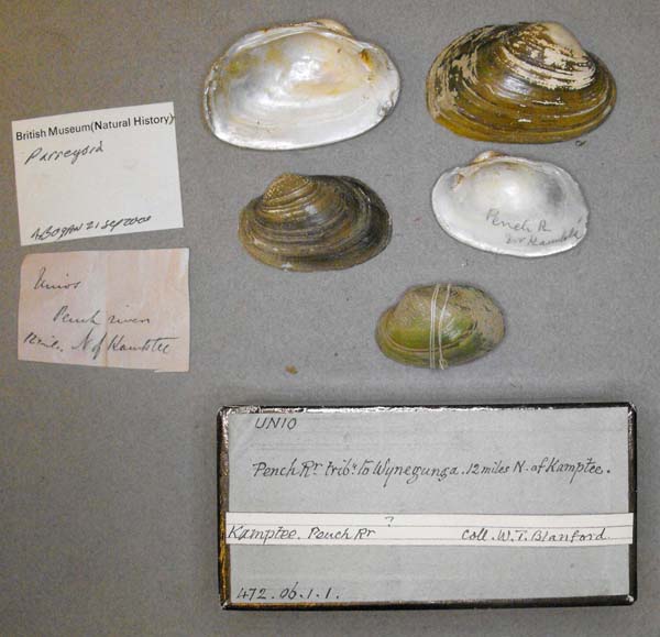 specimen