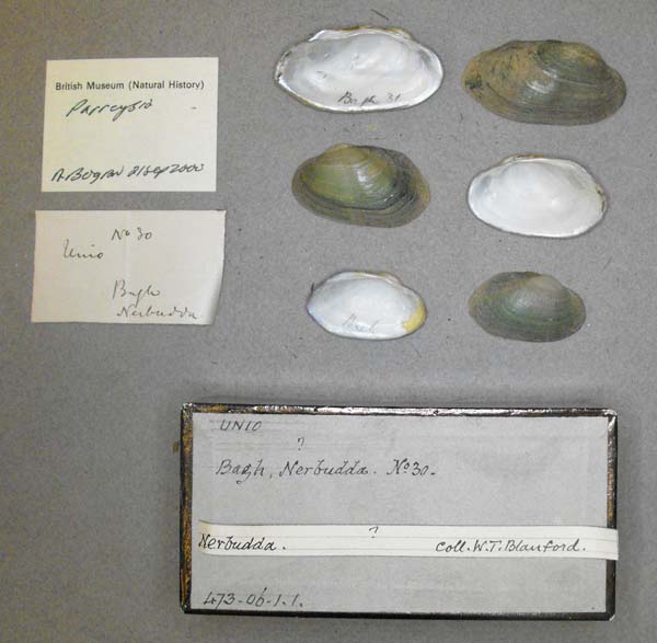 specimen