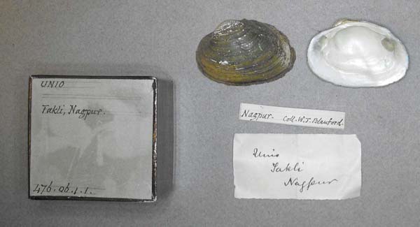 specimen