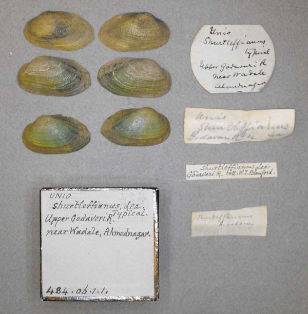 specimen