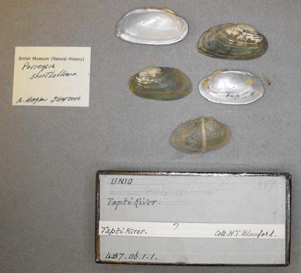 specimen