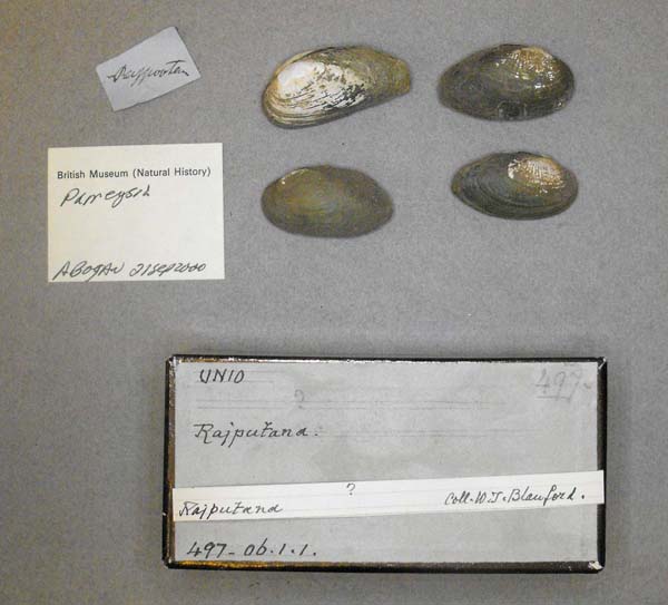 specimen