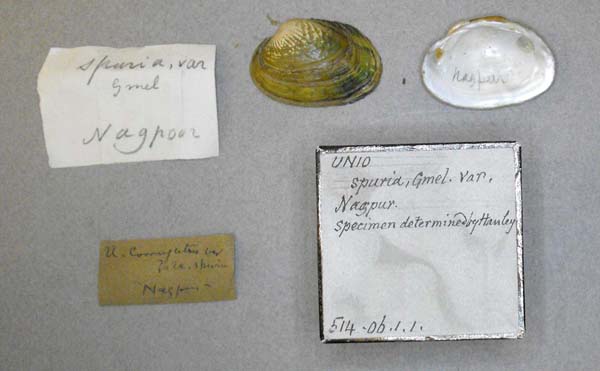specimen