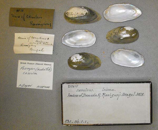specimen