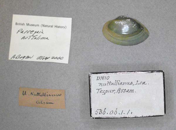 specimen