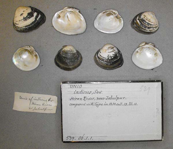 specimen