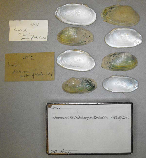 specimen