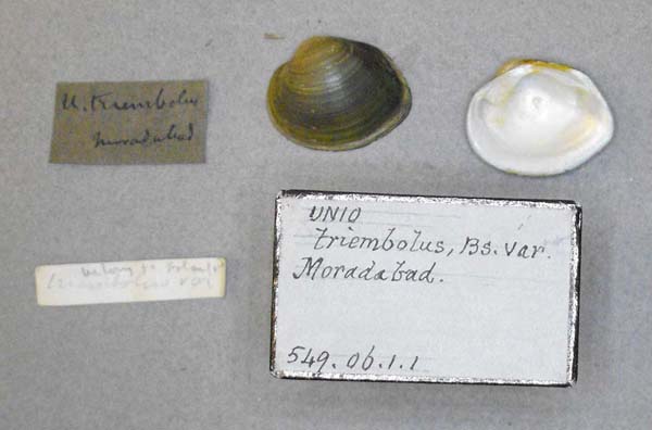 specimen