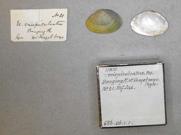 specimen