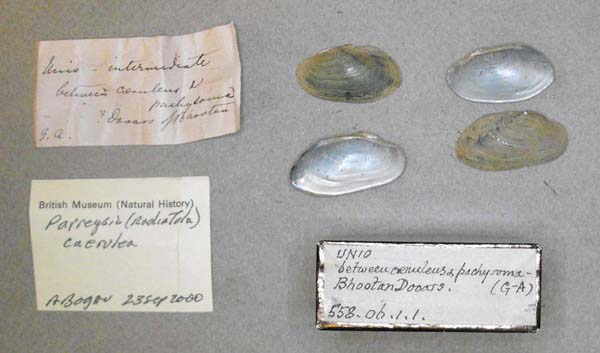 specimen