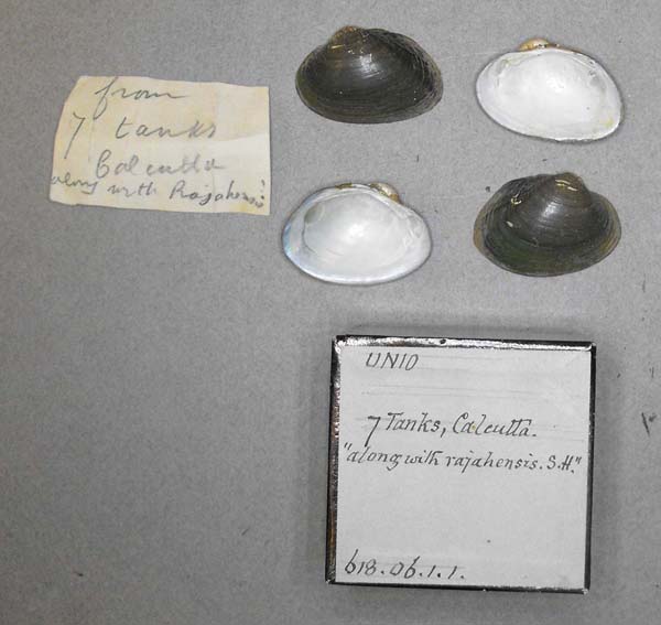 specimen