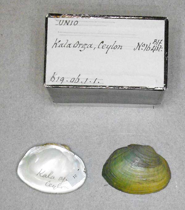 specimen