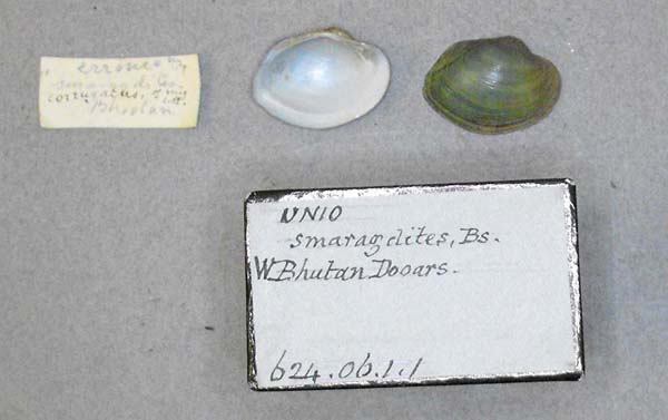 specimen