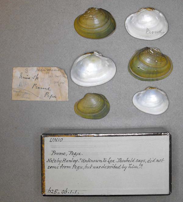 specimen