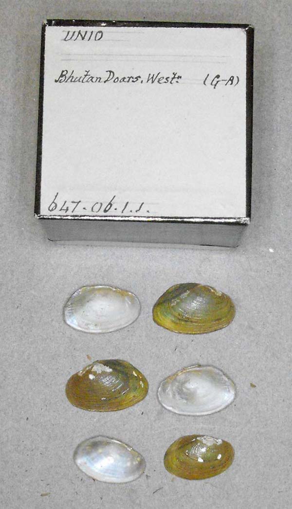 specimen