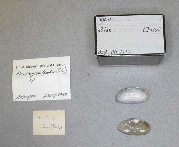 specimen