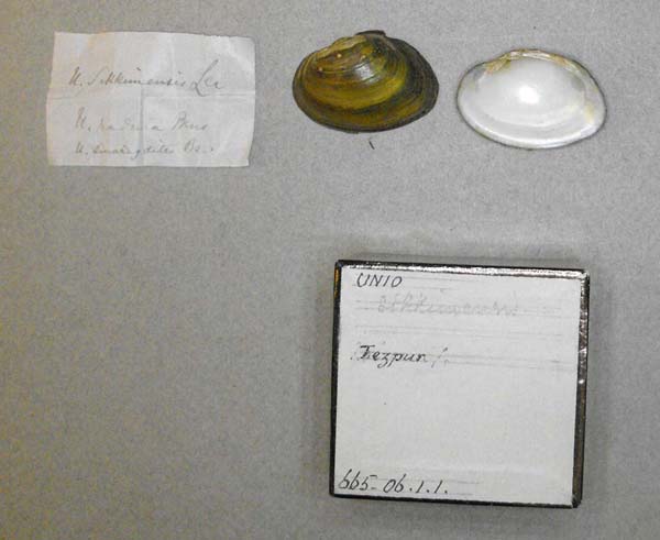 specimen