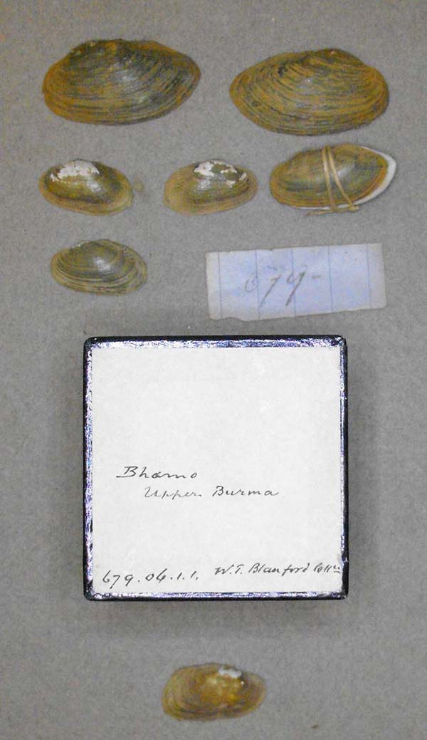specimen