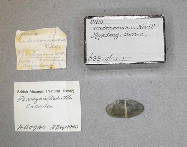 specimen