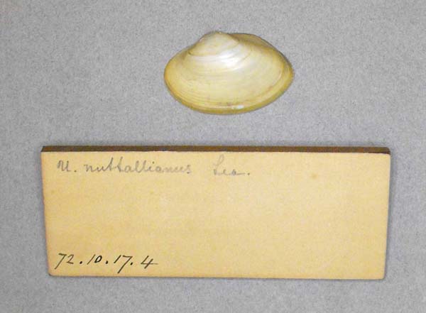 specimen