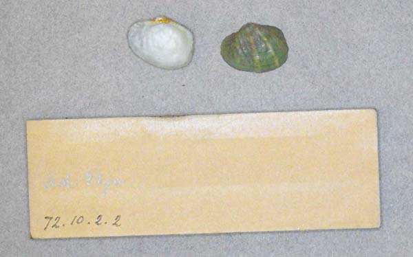 specimen