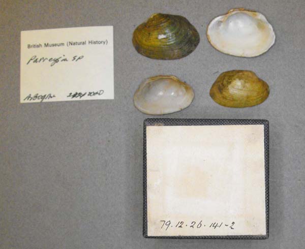 specimen