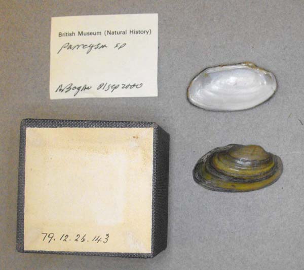 specimen