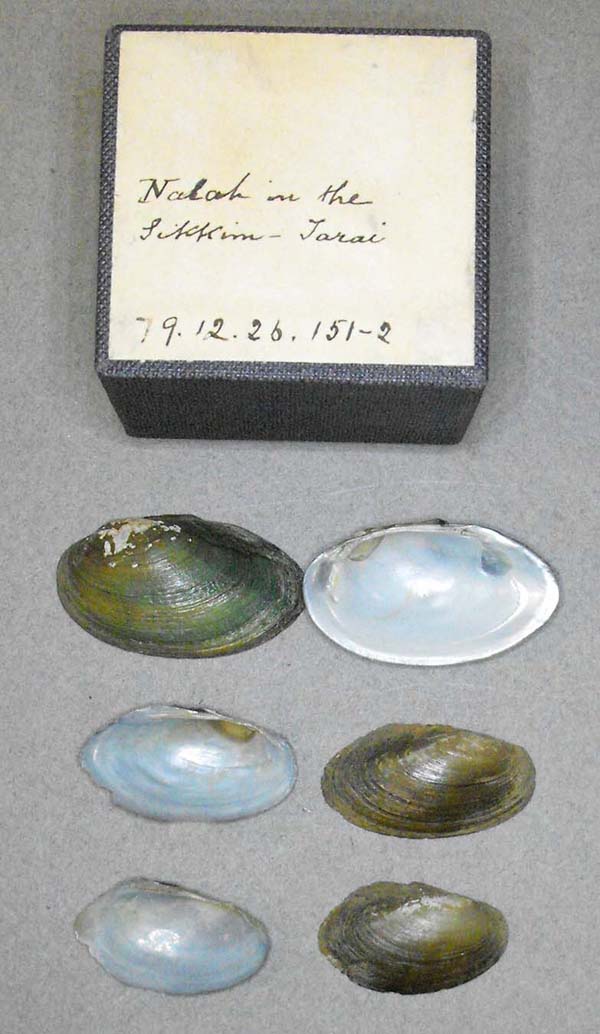specimen
