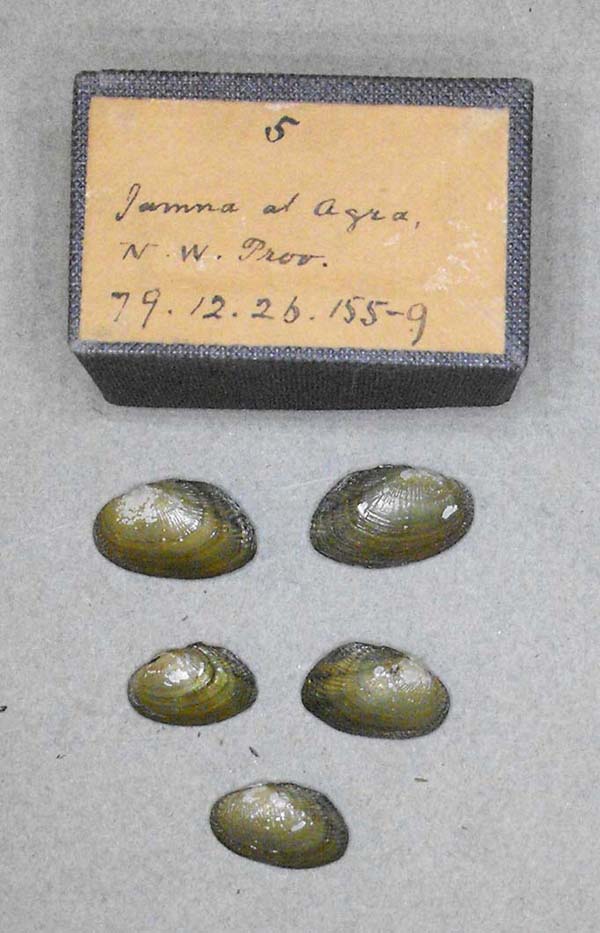 specimen