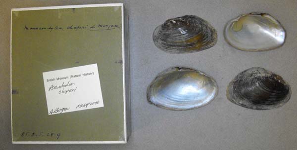 specimen
