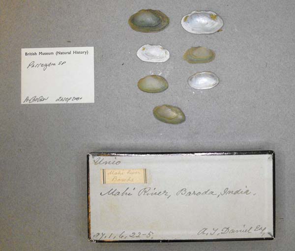 specimen