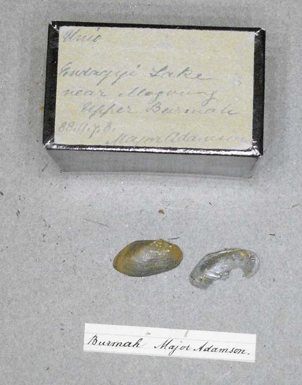 specimen