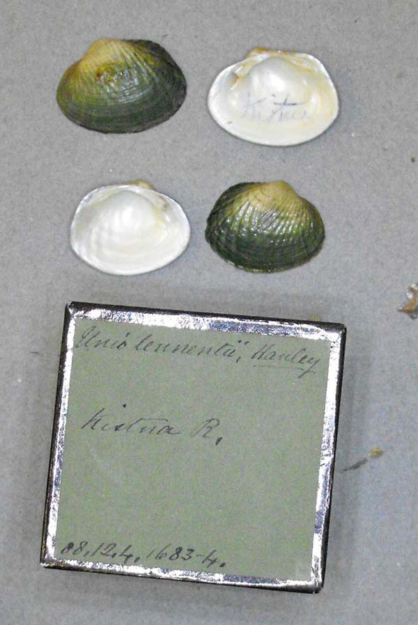 specimen