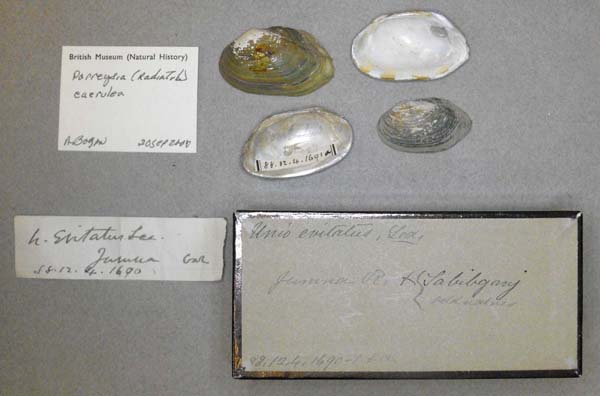specimen