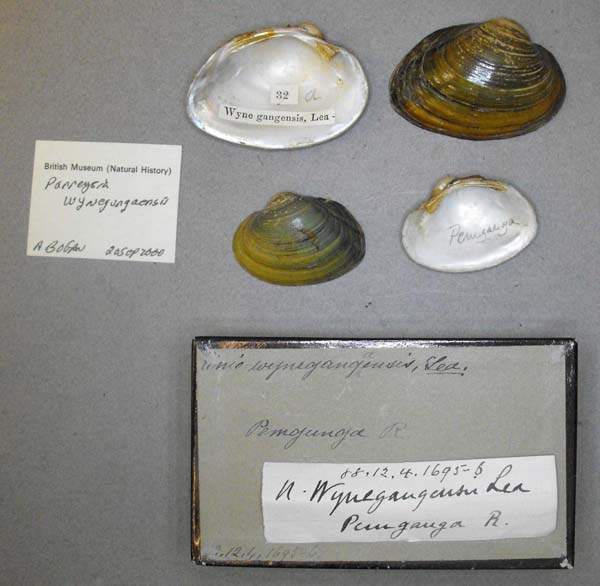 specimen