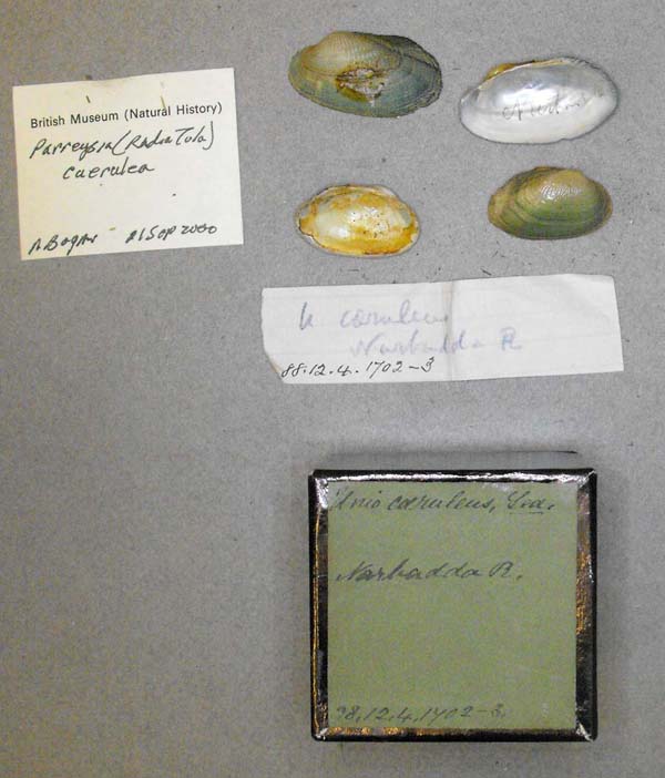 specimen