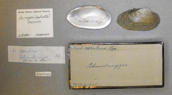 specimen