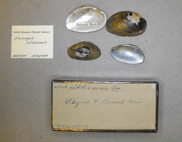 specimen