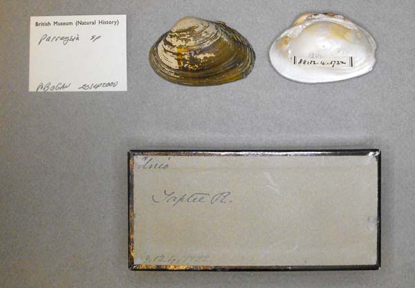 specimen