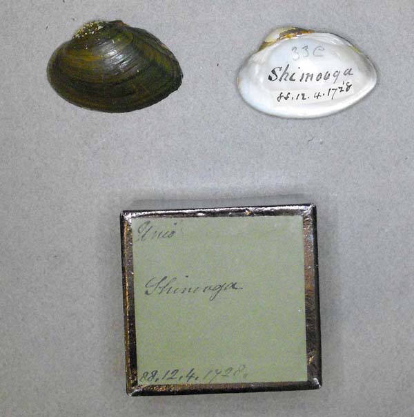 specimen