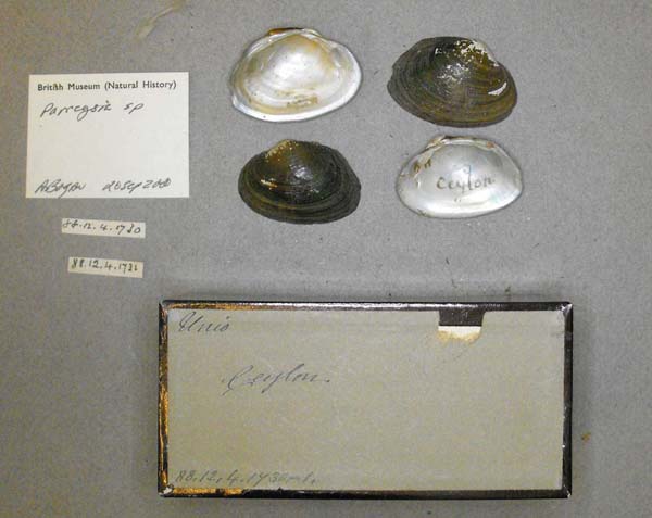 specimen