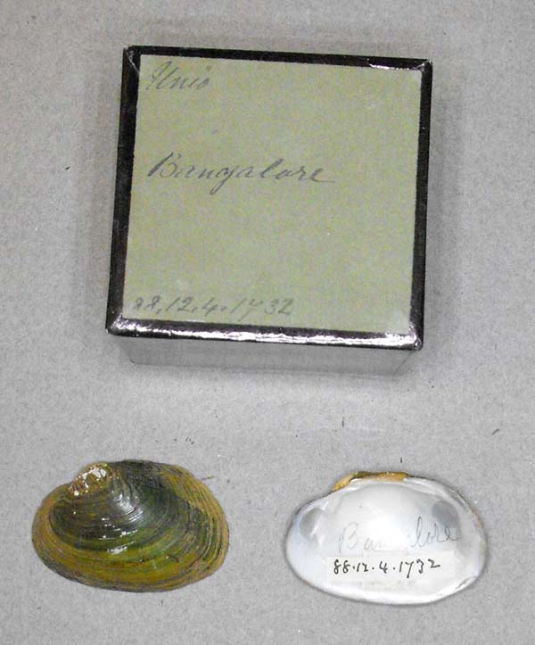 specimen