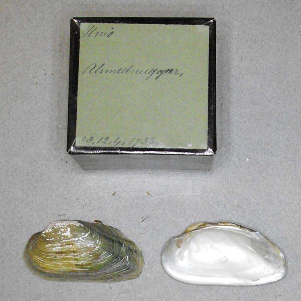 specimen