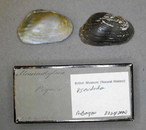 specimen