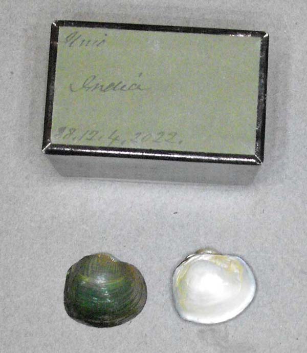 specimen