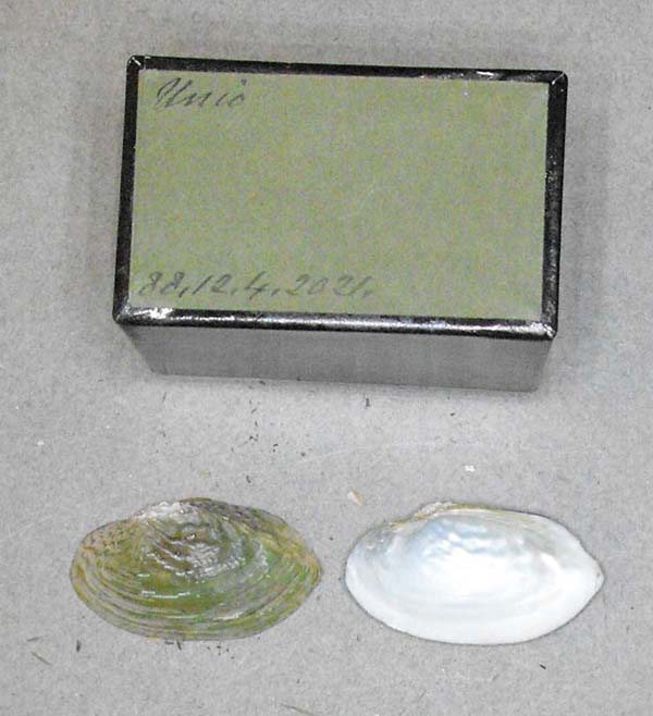 specimen