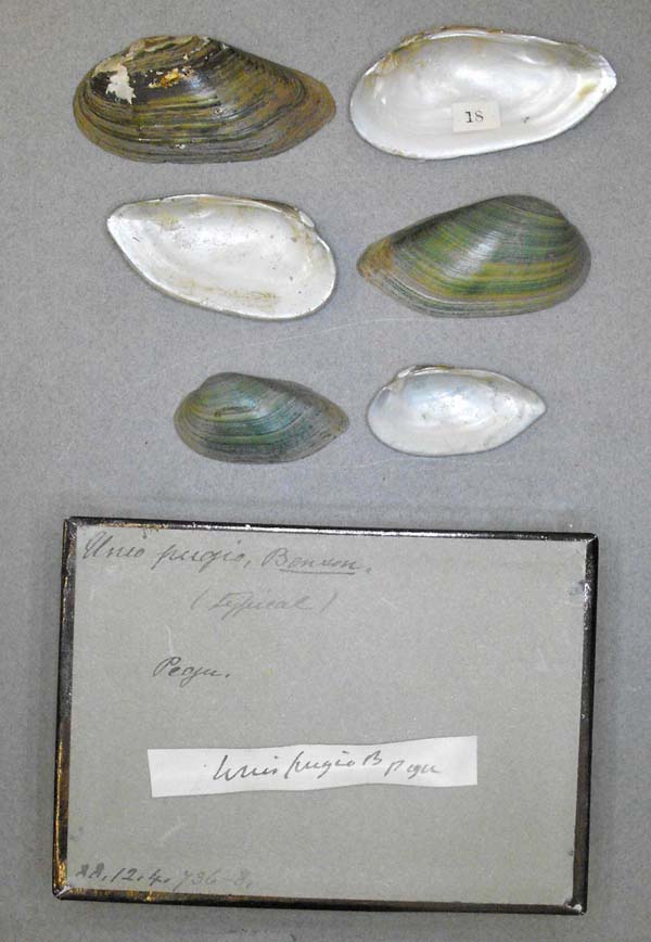 specimen