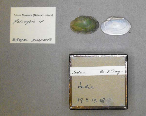 specimen
