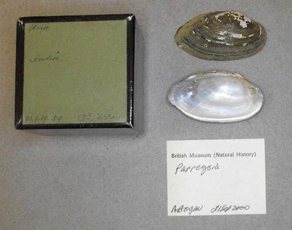 specimen